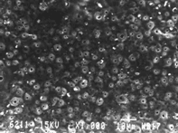 Photomicrograps of the surface of MAO coatings